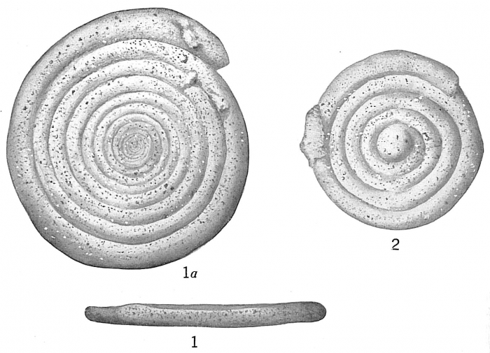 Ammodiscus incertus