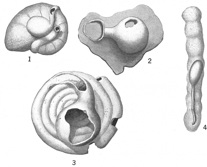 Ammolagena clavata