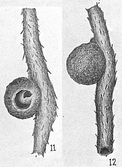 Ammosphaerulina adhaerens Ammosphaerulina adhaerens