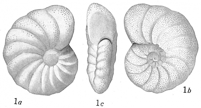 Anomalina ammonoides sensu Cushman Not Reuss