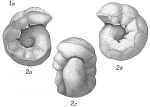 Chromista - Foraminifera (foraminifers)