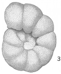 Chromista - Foraminifera (foraminifers)