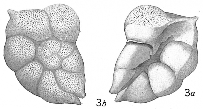 Anomalina polymorpha Anomalina polymorpha