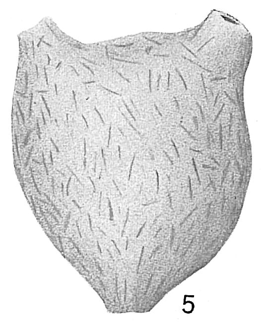 Aschemonella catenata Aschemonella catenata