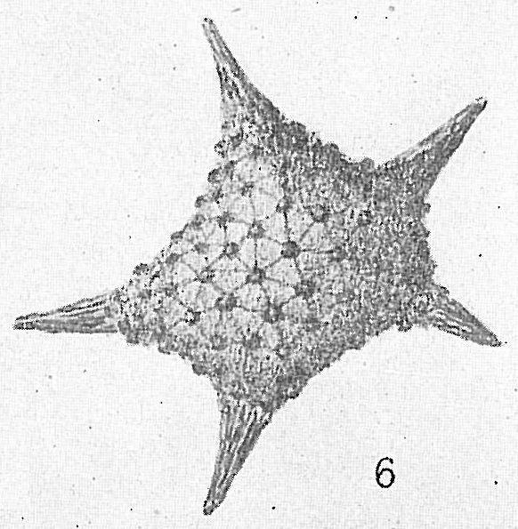 Baculogypsina sphaerulatus