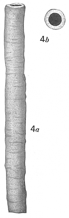 Bathysiphon flavidus giganteus