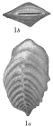 Bigenerina capreolus