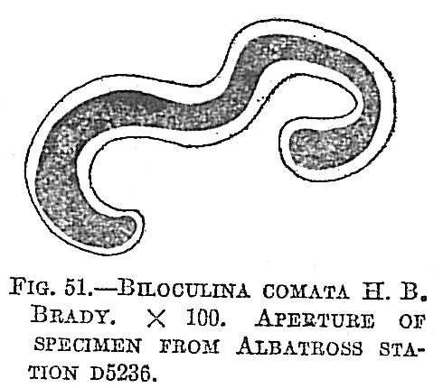 Biloculina comata