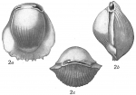 Biloculina denticulata striolata