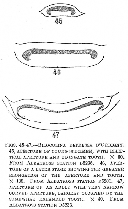 Biloculina depressa