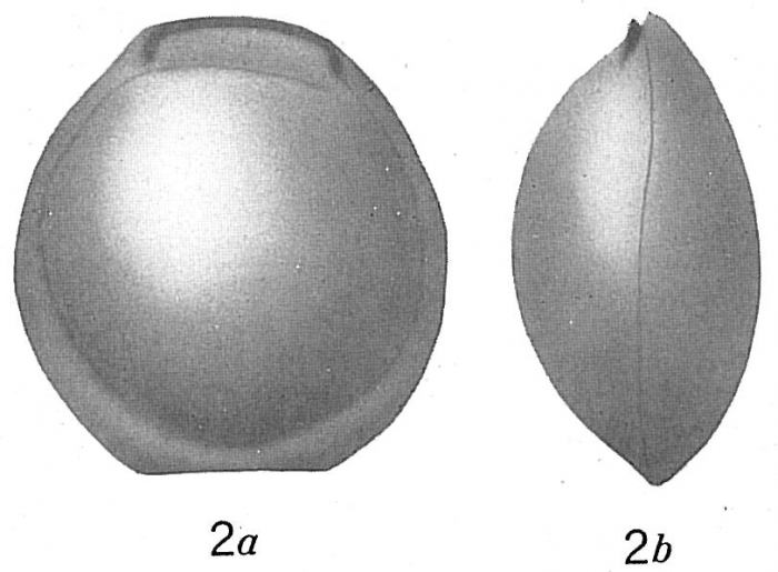 Biloculina depressa