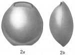 Chromista - Foraminifera (foraminifers)