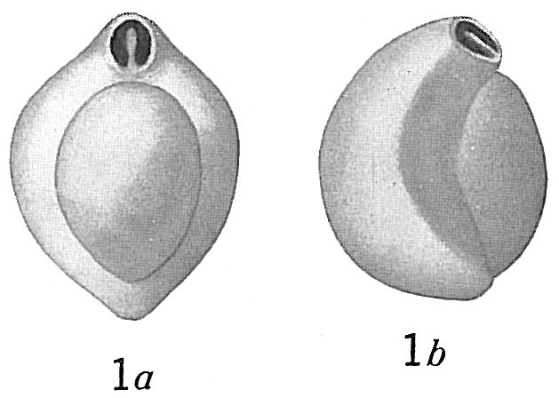 Biloculina irregularis Biloculina irregularis