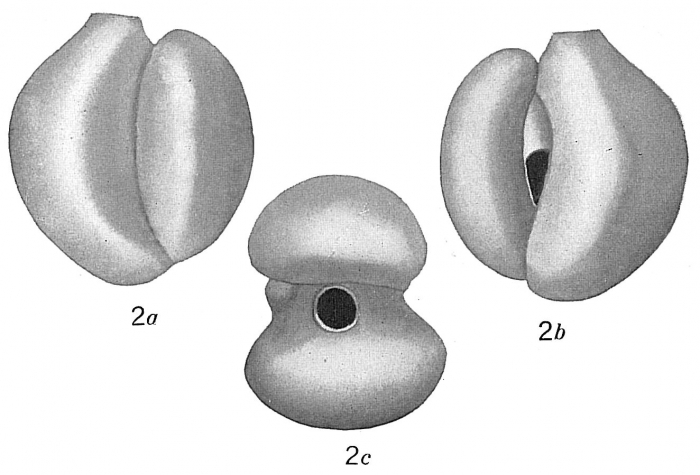 Biloculina lucernula