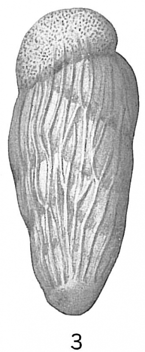 Bolivina amygdalaeformis
