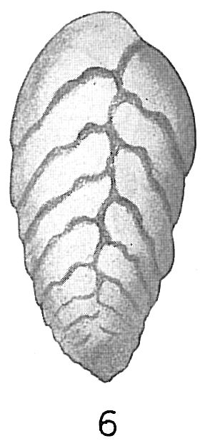 Bolivina dilatata Bolivina dilatata