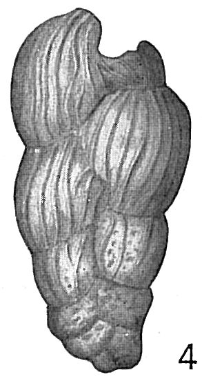 Bolivina karreriana