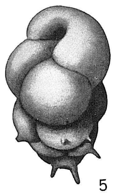 Bulimina aculeata Bulimina aculeata