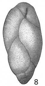 Bulimina pupoides