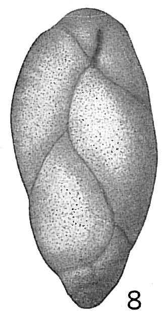 Bulimina pupoides Bulimina pupoides