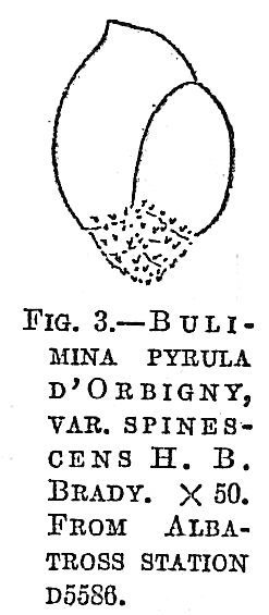 Bulimina pyrula spinescens