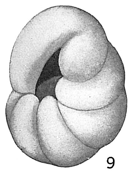 Buliminella contraria Buliminella contraria