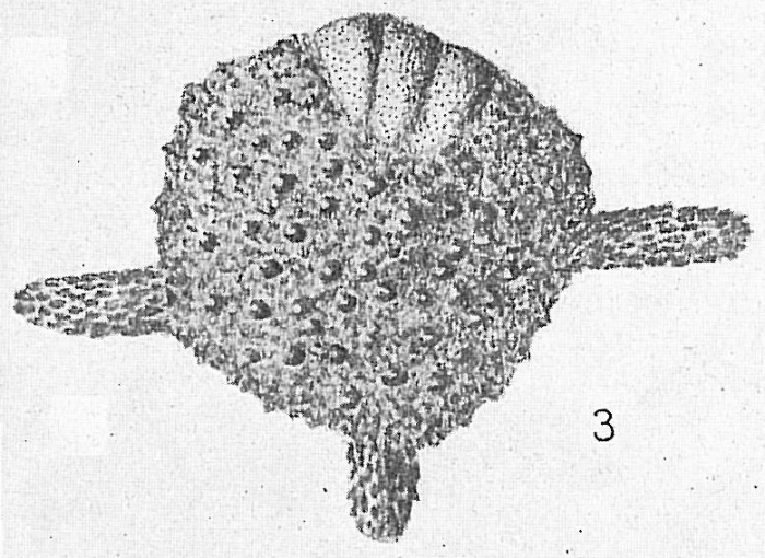Calcarina baculatus? = Calcarina mayori Cushman, 1924 According to Renema and Hohenegger (2005)