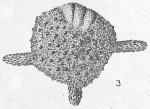 Chromista - Foraminifera (foraminifers)