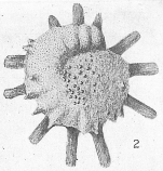 Calcarina defrancii