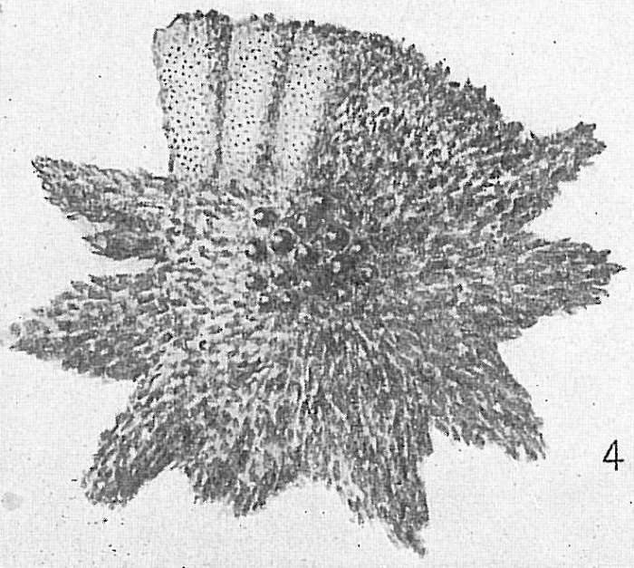 Calcarina hispida