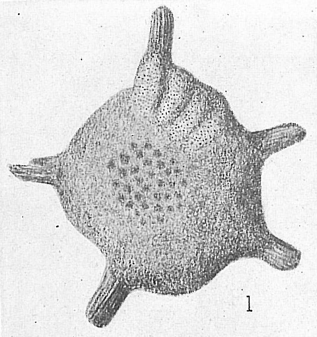 Calcarina spengleri Calcarina spengleri