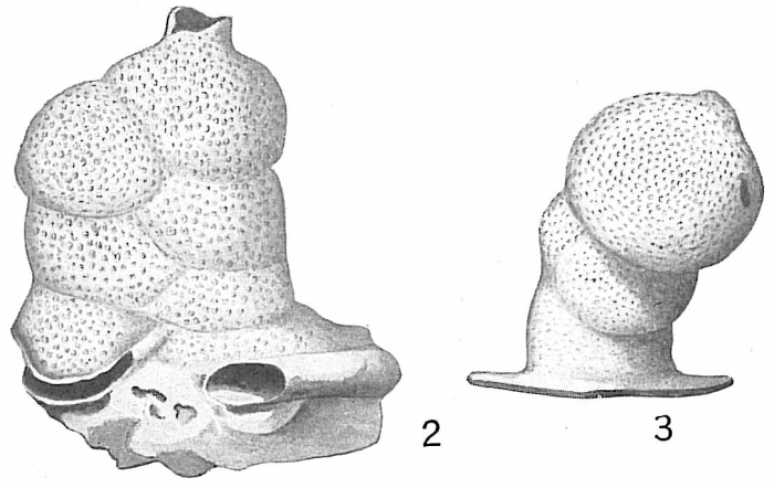 Carpenteria proteiformis