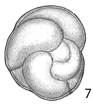 Cassidulina laevigata Cassidulina laevigata