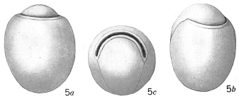 Chilostomella grandis