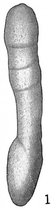 Clavulina communis Clavulina communis