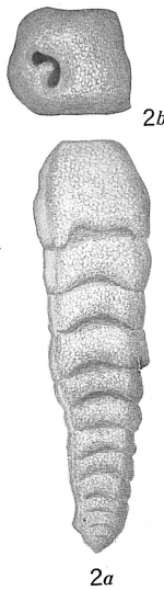 Clavulina difformis