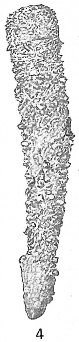 Clavulina parisiensis sensu Cushman, 1921 not d'Orbigny = ?Pseudoclavulina serventyi Chapman