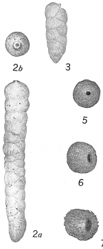 Clavulina primaeva