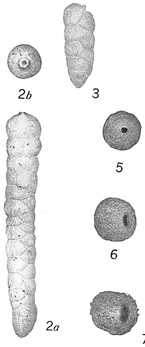 Clavulina primaeva Clavulina primaeva