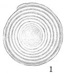 Chromista - Foraminifera (foraminifers)