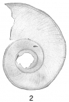 Cornuspira foliacea var. expansa