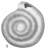 Cornuspira involvens substriatula