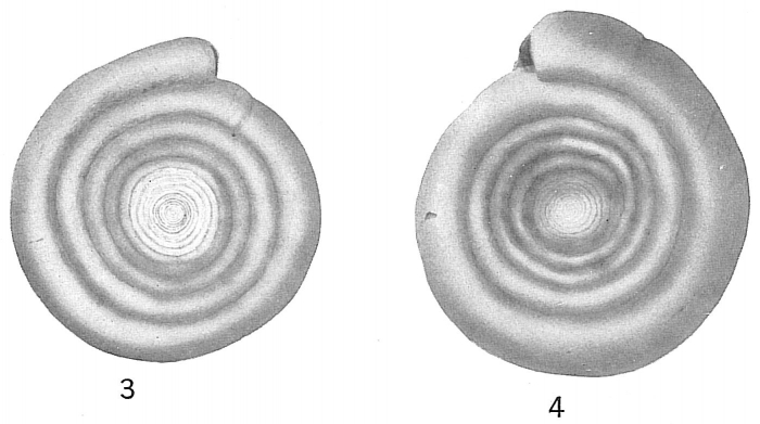 Cornuspira involvens Cornuspira involvens