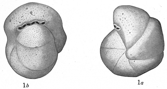 Cribrostomoides bradyi Cribrostomoides bradyi