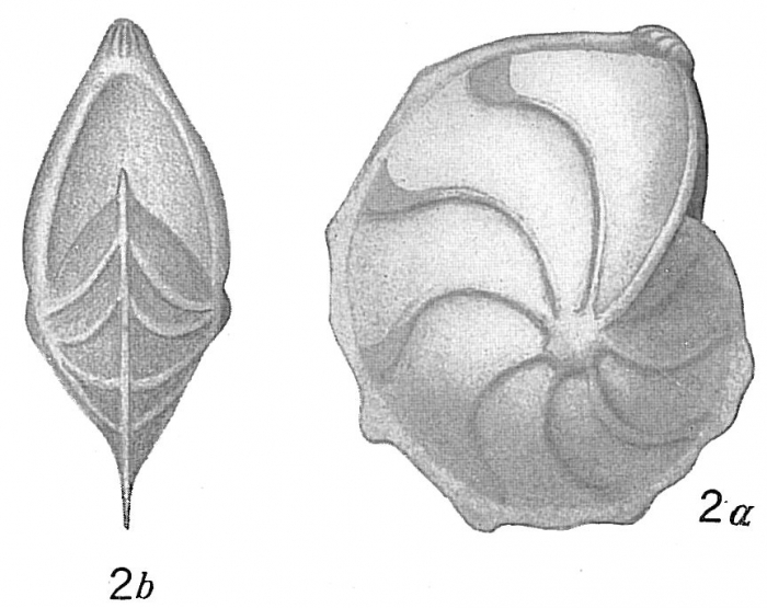 Cristellaria calcar Cristellaria calcar