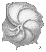 Cristellaria calcarata