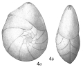 Chromista - Foraminifera (foraminifers)