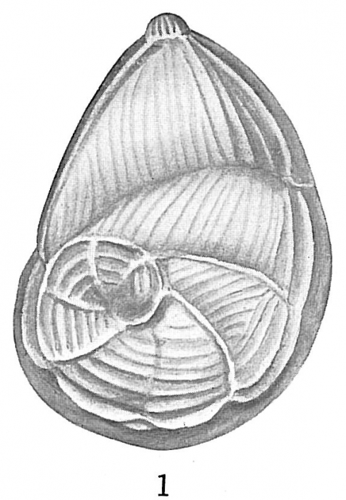 Cristellaria costata Cristellaria costata