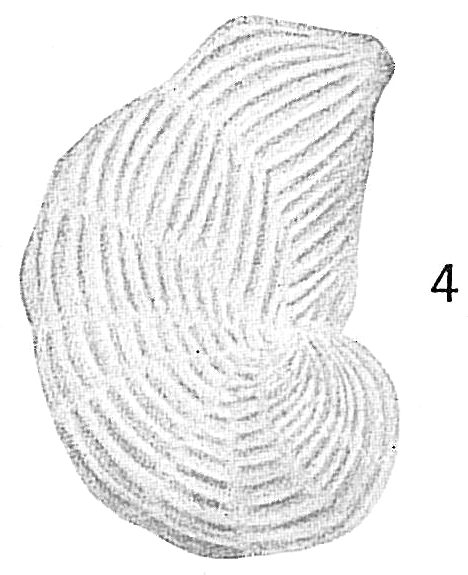 Cristellaria costata Cristellaria costata