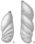 Cristellaria crepidula